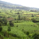 Fields of Guatemala
