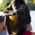 Lucy the Monkey
