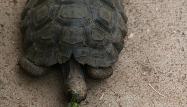 Baby_tortoises